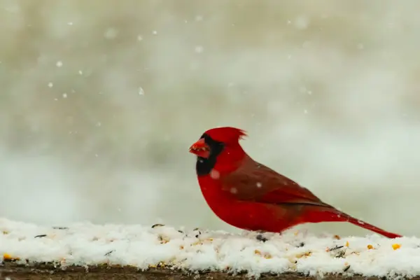 Kızıl bir kardinal kar tozlu tahta korkuluklara tünemiş, sola dönük. Canlı tüyleri, yağan karın yumuşak ve bulanık arka planına karşı duruyor. Kış vahşi yaşam sahnesi.