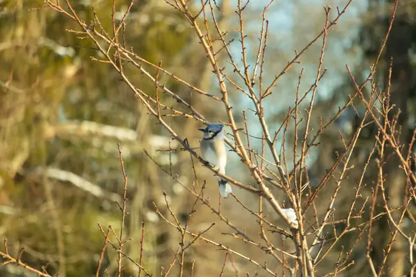 Mavi bir Jay çıplak kış dallarının arasına tünemiş, parlak mavi arması dalların sessiz tonlarına ve yumuşak, bulanık arka planına karşı görülebiliyordu. Doğal, mevsimlik vahşi yaşam görüntüsü..