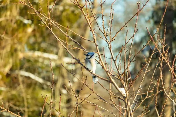 Mavi bir Jay çıplak kış dallarının arasına tünemiş, parlak mavi arması dalların sessiz tonlarına ve yumuşak, bulanık arka planına karşı görülebiliyordu. Doğal, mevsimlik vahşi yaşam görüntüsü..