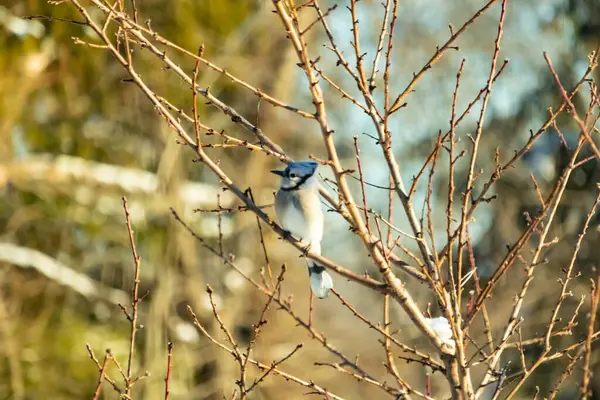 Mavi bir Jay çıplak kış dallarının arasına tünemiş, parlak mavi arması dalların sessiz tonlarına ve yumuşak, bulanık arka planına karşı görülebiliyordu. Doğal, mevsimlik vahşi yaşam görüntüsü..