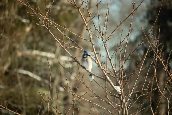 Mavi bir Jay çıplak kış dallarının arasına tünemiş, parlak mavi arması dalların sessiz tonlarına ve yumuşak, bulanık arka planına karşı görülebiliyordu. Doğal, mevsimlik vahşi yaşam görüntüsü..