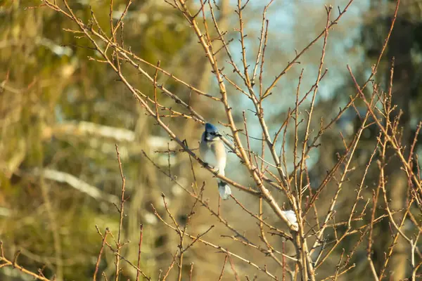 Mavi bir Jay çıplak kış dallarının arasına tünemiş, parlak mavi arması dalların sessiz tonlarına ve yumuşak, bulanık arka planına karşı görülebiliyordu. Doğal, mevsimlik vahşi yaşam görüntüsü..