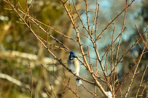 Mavi bir Jay çıplak kış dallarının arasına tünemiş, parlak mavi arması dalların sessiz tonlarına ve yumuşak, bulanık arka planına karşı görülebiliyordu. Doğal, mevsimlik vahşi yaşam görüntüsü..