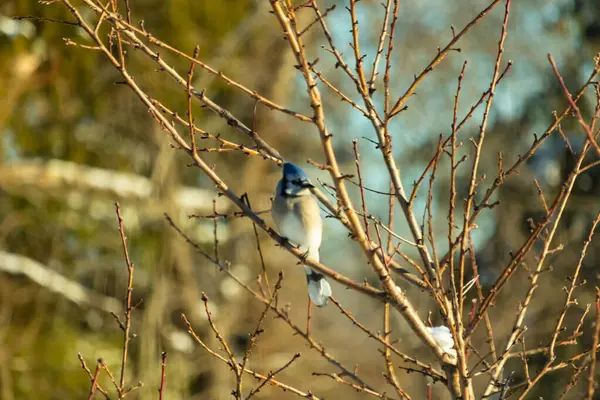 Mavi bir Jay çıplak kış dallarının arasına tünemiş, parlak mavi arması dalların sessiz tonlarına ve yumuşak, bulanık arka planına karşı görülebiliyordu. Doğal, mevsimlik vahşi yaşam görüntüsü..