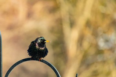 Siyah metal bir halkanın üzerine tünemiş Avrupalı bir Starling 'in yakın plan çekimi. Kuş koyu renkli, parlak benekli ve sarı gagalı, bulanık, yumuşak tonlu bir arka plana yakalanmış..