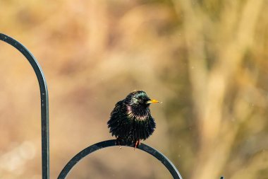 Siyah metal bir halkanın üzerine tünemiş Avrupalı bir Starling 'in yakın plan çekimi. Kuş koyu renkli, parlak benekli ve sarı gagalı, bulanık, yumuşak tonlu bir arka plana yakalanmış..