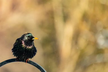 Siyah metal bir halkanın üzerine tünemiş Avrupalı bir Starling 'in yakın plan çekimi. Kuş koyu renkli, parlak benekli ve sarı gagalı, bulanık, yumuşak tonlu bir arka plana yakalanmış..