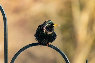 Siyah metal bir halkanın üzerine tünemiş Avrupalı bir Starling 'in yakın plan çekimi. Kuş koyu renkli, parlak benekli ve sarı gagalı, bulanık, yumuşak tonlu bir arka plana yakalanmış..