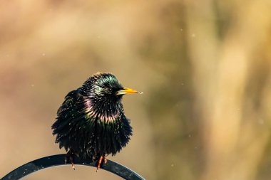 Siyah metal bir halkanın üzerine tünemiş Avrupalı bir Starling 'in yakın plan çekimi. Kuş koyu renkli, parlak benekli ve sarı gagalı, bulanık, yumuşak tonlu bir arka plana yakalanmış..