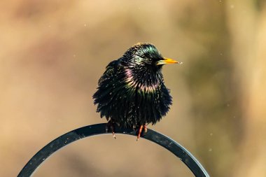 Siyah metal bir halkanın üzerine tünemiş Avrupalı bir Starling 'in yakın plan çekimi. Kuş koyu renkli, parlak benekli ve sarı gagalı, bulanık, yumuşak tonlu bir arka plana yakalanmış..
