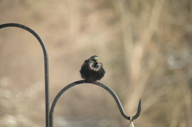 Siyah metal bir halkanın üzerine tünemiş Avrupalı bir Starling 'in yakın plan çekimi. Kuş koyu renkli, parlak benekli ve sarı gagalı, bulanık, yumuşak tonlu bir arka plana yakalanmış..
