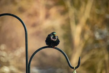 Siyah metal bir halkanın üzerine tünemiş Avrupalı bir Starling 'in yakın plan çekimi. Kuş koyu renkli, parlak benekli ve sarı gagalı, bulanık, yumuşak tonlu bir arka plana yakalanmış..