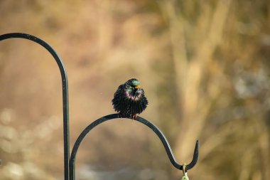Siyah metal bir halkanın üzerine tünemiş Avrupalı bir Starling 'in yakın plan çekimi. Kuş koyu renkli, parlak benekli ve sarı gagalı, bulanık, yumuşak tonlu bir arka plana yakalanmış..