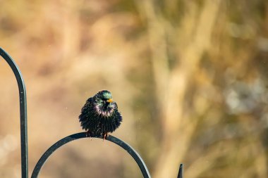 Siyah metal bir halkanın üzerine tünemiş Avrupalı bir Starling 'in yakın plan çekimi. Kuş koyu renkli, parlak benekli ve sarı gagalı, bulanık, yumuşak tonlu bir arka plana yakalanmış..