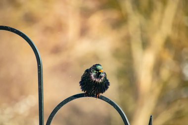 Siyah metal bir halkanın üzerine tünemiş Avrupalı bir Starling 'in yakın plan çekimi. Kuş koyu renkli, parlak benekli ve sarı gagalı, bulanık, yumuşak tonlu bir arka plana yakalanmış..