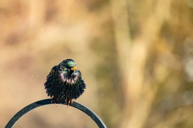 Siyah metal bir halkanın üzerine tünemiş Avrupalı bir Starling 'in yakın plan çekimi. Kuş koyu renkli, parlak benekli ve sarı gagalı, bulanık, yumuşak tonlu bir arka plana yakalanmış..