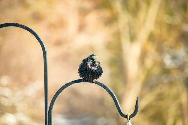 Siyah metal bir halkanın üzerine tünemiş Avrupalı bir Starling 'in yakın plan çekimi. Kuş koyu renkli, parlak benekli ve sarı gagalı, bulanık, yumuşak tonlu bir arka plana yakalanmış..