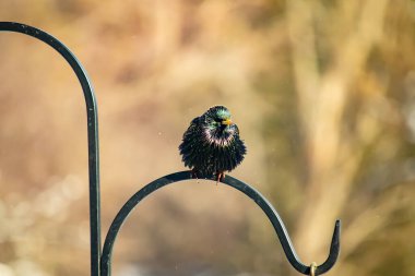 Siyah metal bir halkanın üzerine tünemiş Avrupalı bir Starling 'in yakın plan çekimi. Kuş koyu renkli, parlak benekli ve sarı gagalı, bulanık, yumuşak tonlu bir arka plana yakalanmış..