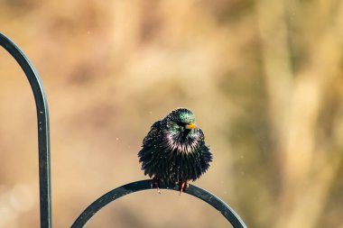 Siyah metal bir halkanın üzerine tünemiş Avrupalı bir Starling 'in yakın plan çekimi. Kuş koyu renkli, parlak benekli ve sarı gagalı, bulanık, yumuşak tonlu bir arka plana yakalanmış..