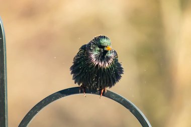 Siyah metal bir halkanın üzerine tünemiş Avrupalı bir Starling 'in yakın plan çekimi. Kuş koyu renkli, parlak benekli ve sarı gagalı, bulanık, yumuşak tonlu bir arka plana yakalanmış..