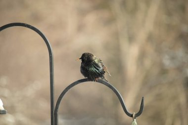 Siyah metal bir halkanın üzerine tünemiş Avrupalı bir Starling 'in yakın plan çekimi. Kuş koyu renkli, parlak benekli ve sarı gagalı, bulanık, yumuşak tonlu bir arka plana yakalanmış..