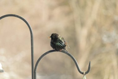 Siyah metal bir halkanın üzerine tünemiş Avrupalı bir Starling 'in yakın plan çekimi. Kuş koyu renkli, parlak benekli ve sarı gagalı, bulanık, yumuşak tonlu bir arka plana yakalanmış..