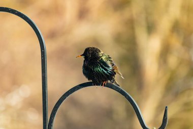 Siyah metal bir halkanın üzerine tünemiş Avrupalı bir Starling 'in yakın plan çekimi. Kuş koyu renkli, parlak benekli ve sarı gagalı, bulanık, yumuşak tonlu bir arka plana yakalanmış..