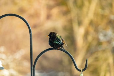 Siyah metal bir halkanın üzerine tünemiş Avrupalı bir Starling 'in yakın plan çekimi. Kuş koyu renkli, parlak benekli ve sarı gagalı, bulanık, yumuşak tonlu bir arka plana yakalanmış..