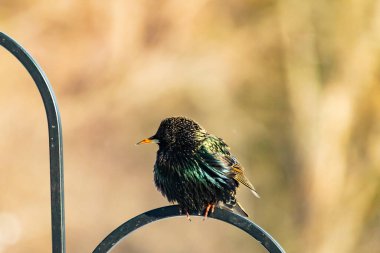 Siyah metal bir halkanın üzerine tünemiş Avrupalı bir Starling 'in yakın plan çekimi. Kuş koyu renkli, parlak benekli ve sarı gagalı, bulanık, yumuşak tonlu bir arka plana yakalanmış..
