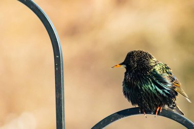 Siyah metal bir halkanın üzerine tünemiş Avrupalı bir Starling 'in yakın plan çekimi. Kuş koyu renkli, parlak benekli ve sarı gagalı, bulanık, yumuşak tonlu bir arka plana yakalanmış..
