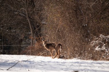 Genç geyik karlı açıklıkta tetikte bekliyor, izleyiciye bakıyor. Kahverengi paltosu beyaz kar ve kuru çalılara karşı görünür. Arka planda ağaçlar ve güneş ışığı olan doğal bir ortam var. Vahşi yaşam portresi.