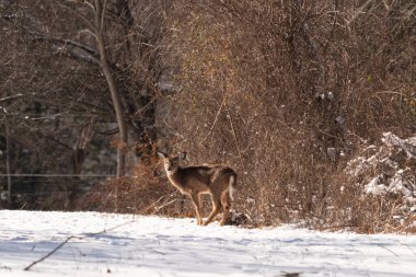 Genç geyik karlı açıklıkta tetikte bekliyor, izleyiciye bakıyor. Kahverengi paltosu beyaz kar ve kuru çalılara karşı görünür. Arka planda ağaçlar ve güneş ışığı olan doğal bir ortam var. Vahşi yaşam portresi.