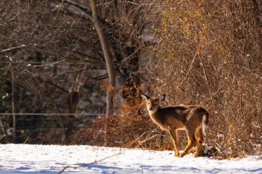 Genç geyik karlı açıklıkta tetikte bekliyor, izleyiciye bakıyor. Kahverengi paltosu beyaz kar ve kuru çalılara karşı görünür. Arka planda ağaçlar ve güneş ışığı olan doğal bir ortam var. Vahşi yaşam portresi.