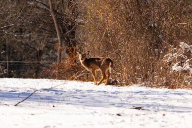 Genç geyik karlı açıklıkta tetikte bekliyor, izleyiciye bakıyor. Kahverengi paltosu beyaz kar ve kuru çalılara karşı görünür. Arka planda ağaçlar ve güneş ışığı olan doğal bir ortam var. Vahşi yaşam portresi.
