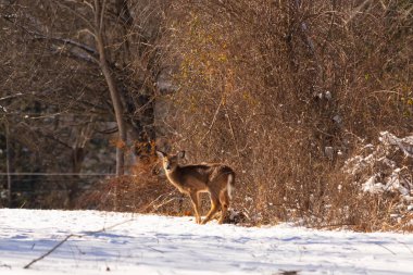 Genç geyik karlı açıklıkta tetikte bekliyor, izleyiciye bakıyor. Kahverengi paltosu beyaz kar ve kuru çalılara karşı görünür. Arka planda ağaçlar ve güneş ışığı olan doğal bir ortam var. Vahşi yaşam portresi.