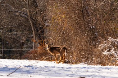 Genç geyik karlı açıklıkta tetikte bekliyor, izleyiciye bakıyor. Kahverengi paltosu beyaz kar ve kuru çalılara karşı görünür. Arka planda ağaçlar ve güneş ışığı olan doğal bir ortam var. Vahşi yaşam portresi.