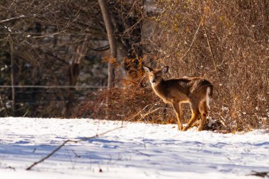 Genç geyik karlı açıklıkta tetikte bekliyor, izleyiciye bakıyor. Kahverengi paltosu beyaz kar ve kuru çalılara karşı görünür. Arka planda ağaçlar ve güneş ışığı olan doğal bir ortam var. Vahşi yaşam portresi.