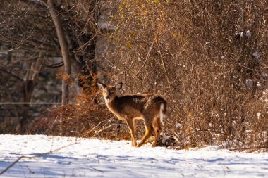 Genç geyik karlı açıklıkta tetikte bekliyor, izleyiciye bakıyor. Kahverengi paltosu beyaz kar ve kuru çalılara karşı görünür. Arka planda ağaçlar ve güneş ışığı olan doğal bir ortam var. Vahşi yaşam portresi.