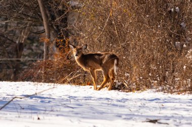 Genç geyik karlı açıklıkta tetikte bekliyor, izleyiciye bakıyor. Kahverengi paltosu beyaz kar ve kuru çalılara karşı görünür. Arka planda ağaçlar ve güneş ışığı olan doğal bir ortam var. Vahşi yaşam portresi.