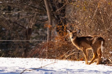 Genç geyik karlı açıklıkta tetikte bekliyor, izleyiciye bakıyor. Kahverengi paltosu beyaz kar ve kuru çalılara karşı görünür. Arka planda ağaçlar ve güneş ışığı olan doğal bir ortam var. Vahşi yaşam portresi.