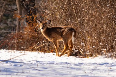 Genç geyik karlı açıklıkta tetikte bekliyor, izleyiciye bakıyor. Kahverengi paltosu beyaz kar ve kuru çalılara karşı görünür. Arka planda ağaçlar ve güneş ışığı olan doğal bir ortam var. Vahşi yaşam portresi.