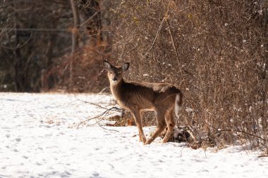Genç geyik karlı açıklıkta tetikte bekliyor, izleyiciye bakıyor. Kahverengi paltosu beyaz kar ve kuru çalılara karşı görünür. Arka planda ağaçlar ve güneş ışığı olan doğal bir ortam var. Vahşi yaşam portresi.