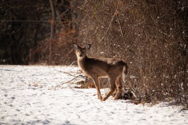 Genç geyik karlı açıklıkta tetikte bekliyor, izleyiciye bakıyor. Kahverengi paltosu beyaz kar ve kuru çalılara karşı görünür. Arka planda ağaçlar ve güneş ışığı olan doğal bir ortam var. Vahşi yaşam portresi.