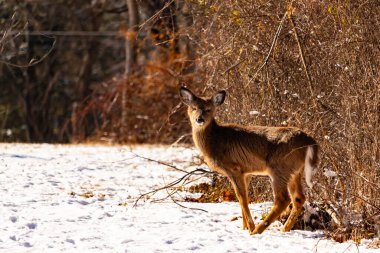 Genç geyik karlı açıklıkta tetikte bekliyor, izleyiciye bakıyor. Kahverengi paltosu beyaz kar ve kuru çalılara karşı görünür. Arka planda ağaçlar ve güneş ışığı olan doğal bir ortam var. Vahşi yaşam portresi.