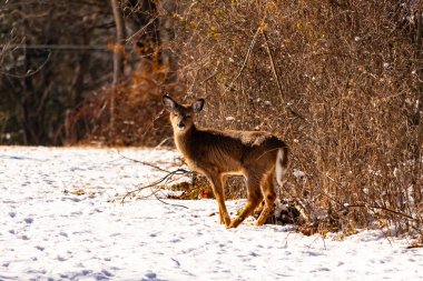 Genç geyik karlı açıklıkta tetikte bekliyor, izleyiciye bakıyor. Kahverengi paltosu beyaz kar ve kuru çalılara karşı görünür. Arka planda ağaçlar ve güneş ışığı olan doğal bir ortam var. Vahşi yaşam portresi.