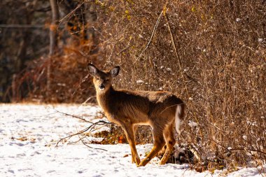 Genç geyik karlı açıklıkta tetikte bekliyor, izleyiciye bakıyor. Kahverengi paltosu beyaz kar ve kuru çalılara karşı görünür. Arka planda ağaçlar ve güneş ışığı olan doğal bir ortam var. Vahşi yaşam portresi.