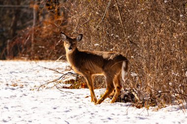 Genç geyik karlı açıklıkta tetikte bekliyor, izleyiciye bakıyor. Kahverengi paltosu beyaz kar ve kuru çalılara karşı görünür. Arka planda ağaçlar ve güneş ışığı olan doğal bir ortam var. Vahşi yaşam portresi.