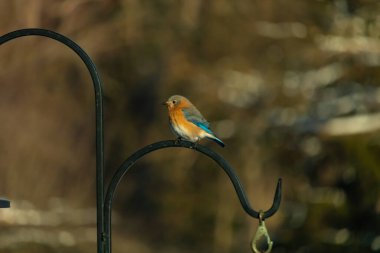 Canlı bir Doğu Bluebird metal bir halka üzerine tünemiş, yan profil, keskin bir odak. Doğal ışık, bulanık arka planda turuncu göğüs ve mavi kanatlarını vurgular..