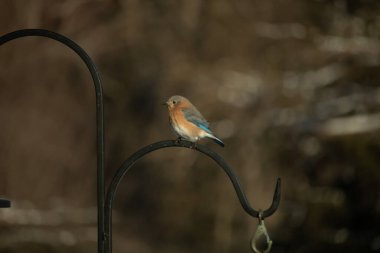 Canlı bir Doğu Bluebird metal bir halka üzerine tünemiş, yan profil, keskin bir odak. Doğal ışık, bulanık arka planda turuncu göğüs ve mavi kanatlarını vurgular..