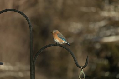 Canlı bir Doğu Bluebird metal bir halka üzerine tünemiş, yan profil, keskin bir odak. Doğal ışık, bulanık arka planda turuncu göğüs ve mavi kanatlarını vurgular..